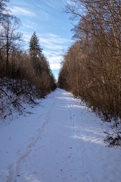 forest path in the snow