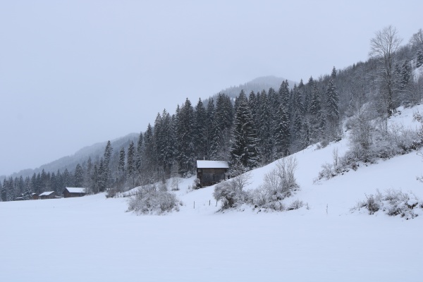 snow covered forest and small chalet