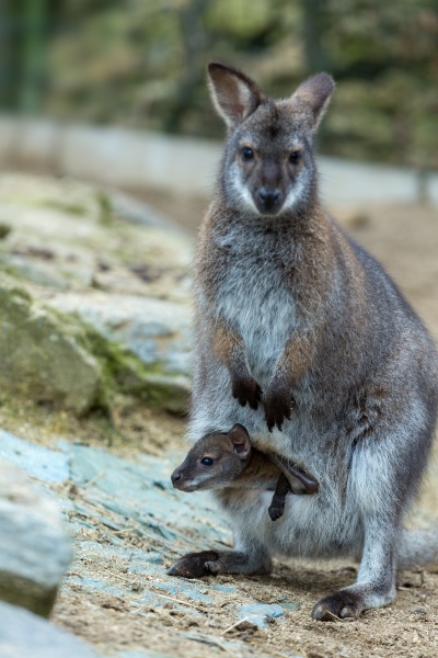closeup of a red necked wallaby