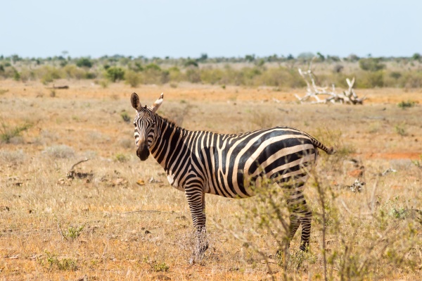 solitary zebra in the tall grass
