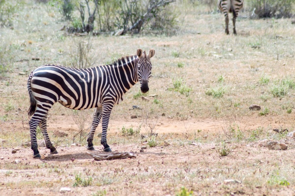 solitary zebra in the tall grass