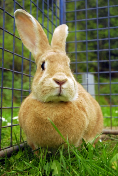 rabbit or hare in livestock farming