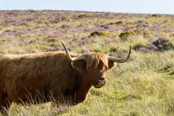 long horns of higland cattle