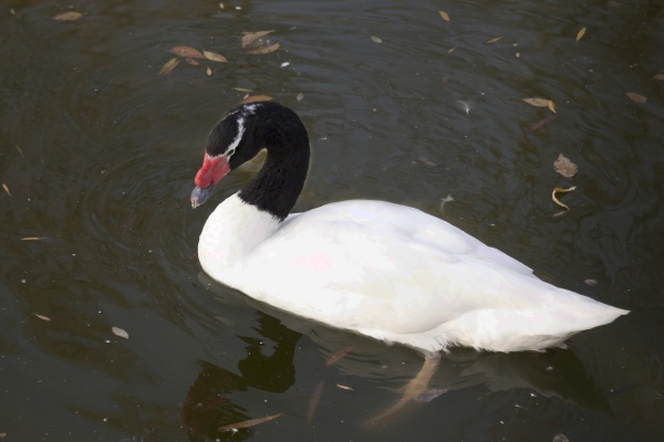 black necked swan in the