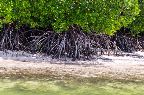 mangroves with white sand
