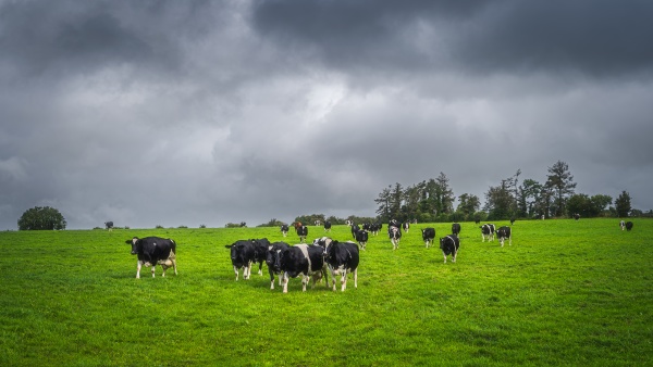 herd of cattle on fresh green