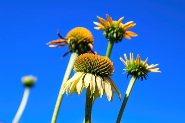 coneflowers blooming against a blue sky