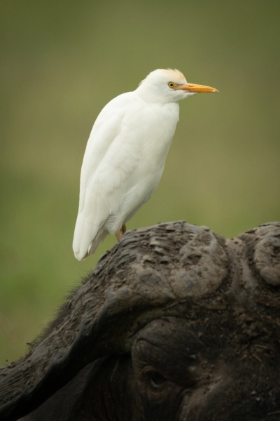 cattle egret on head of cape