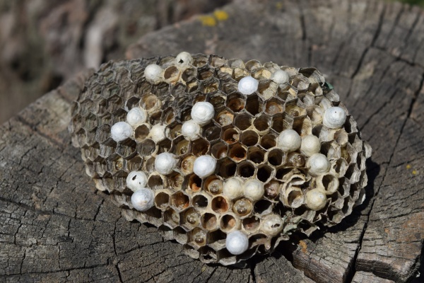 wasp nest without wasps captured