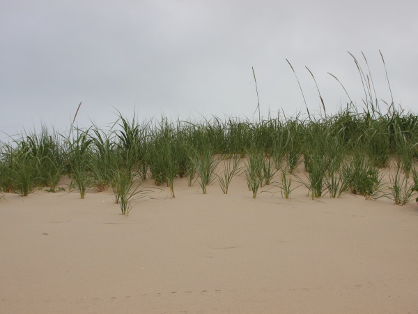 top, of, sand, dune, with, wild - 29745615