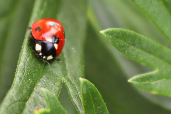 macro of a ladybug on a