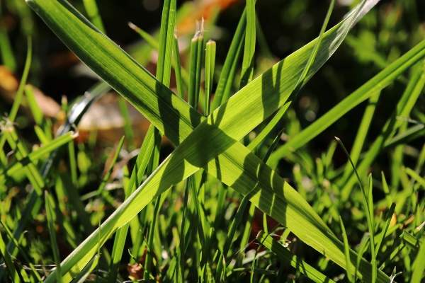 two crossed blades of grass in