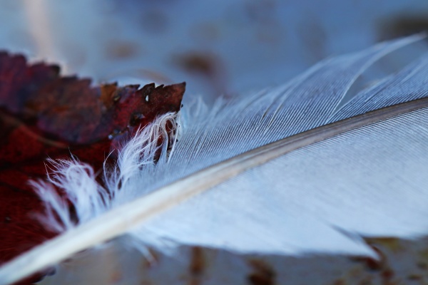 close up of bird feather and