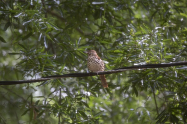 brown thrasher on an electric line