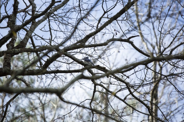 blue jay on a branch