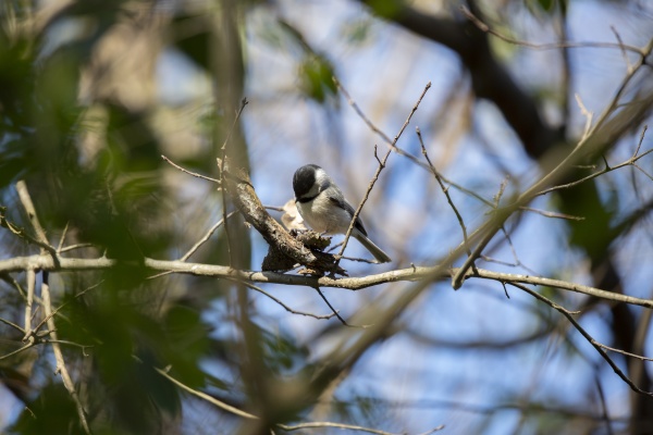 black capped chickadee foraging