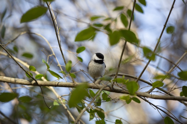 black capped chickadee foraging