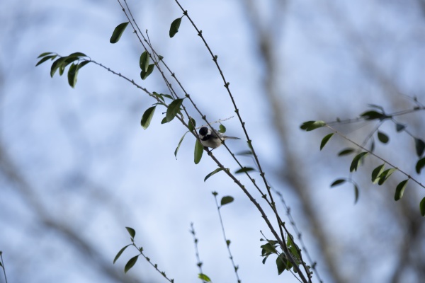 black capped chickadee on a bush