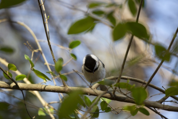 black capped chickadee looking down