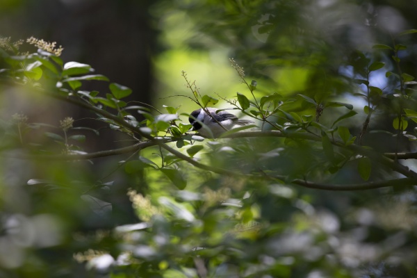 black capped chickadee on a bush
