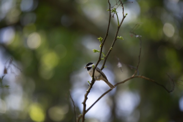 black capped chickadee eating