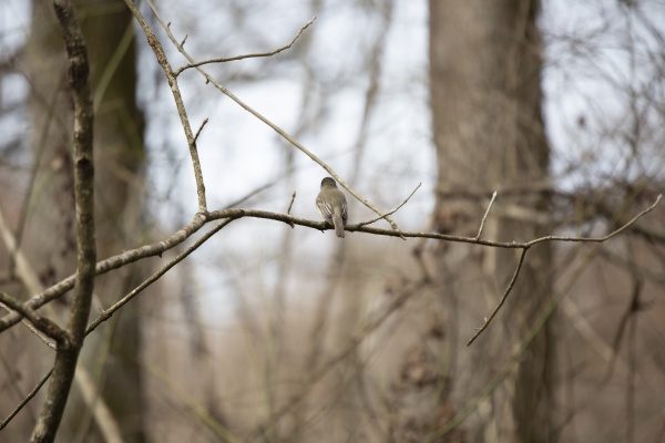 curious eastern phoebe