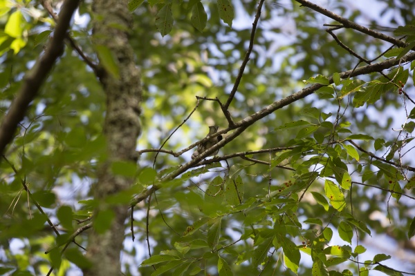 juvenile northern mockingbird