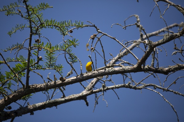 curious prothonotary warbler