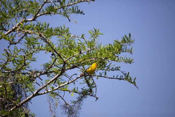 prothonotary warbler