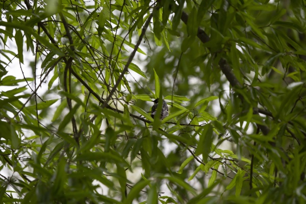 male myrtle yellow rumped warbler