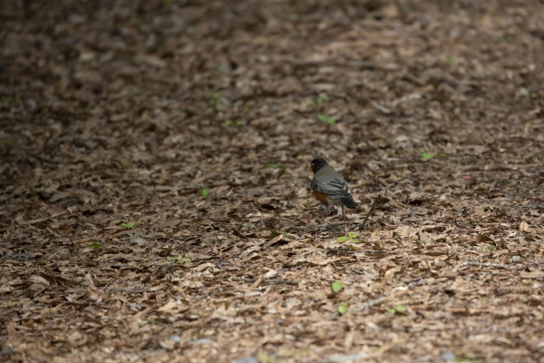 american robin foraging