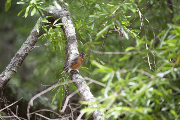 american robin eating a worm