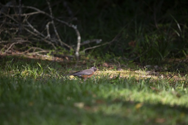 american robin foraging