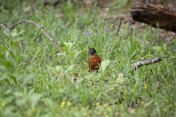 watchful american robin