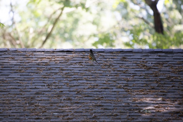 american robin on a roof