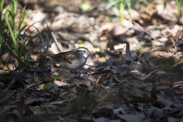 white throated sparrow foraging