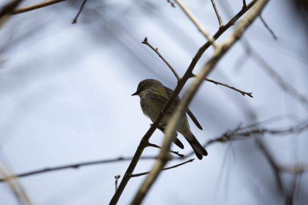 curious female yellow rumped warbler