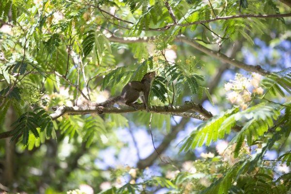 squirrel in a mimosa tree