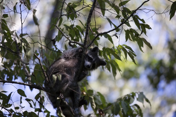 raccoon trying to climb down