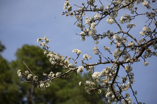 flowers on a bradford pear tree