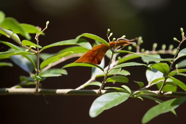 brown leaf on green bush