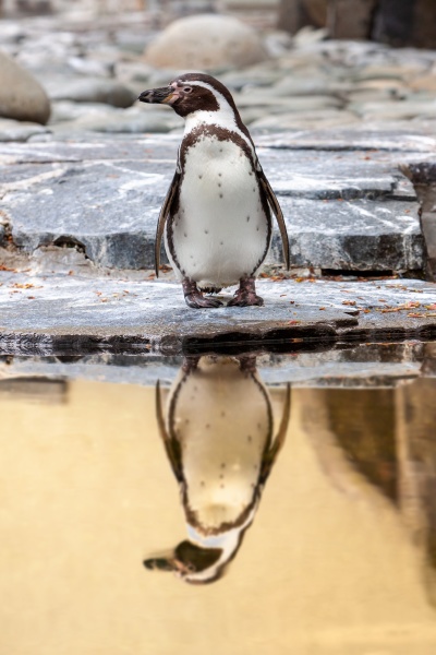 penguin standing on rocky seashore with