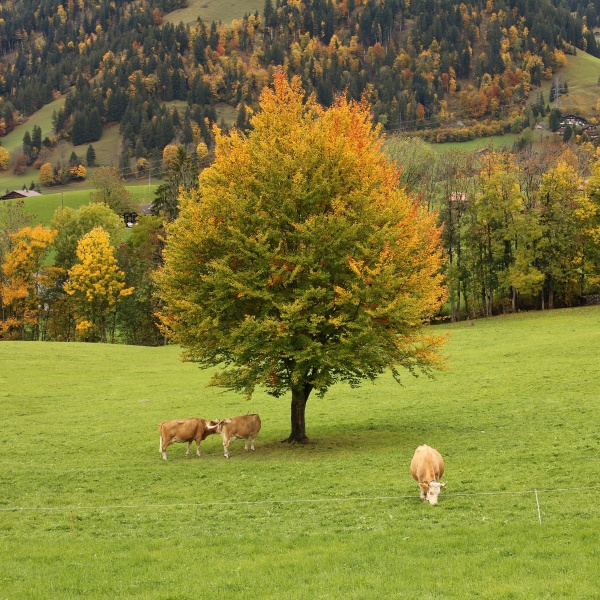 colorful beech tree and grazing cows