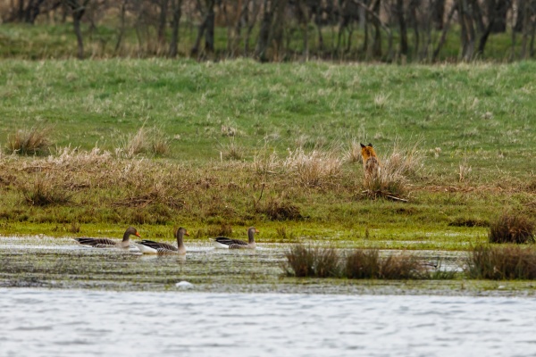 a red fox is hunting geese