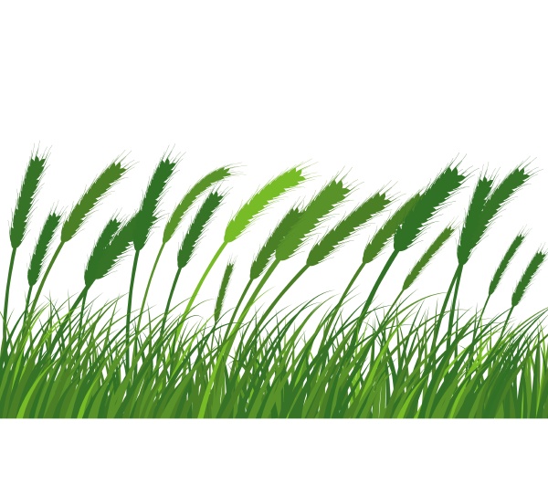 wheat meadow grass