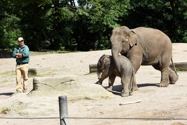 elefanten im tierpark hagenbeck in hamburg