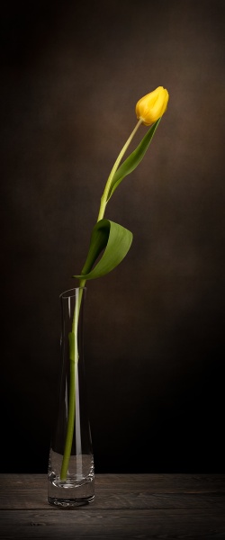 a tulip in a vase
