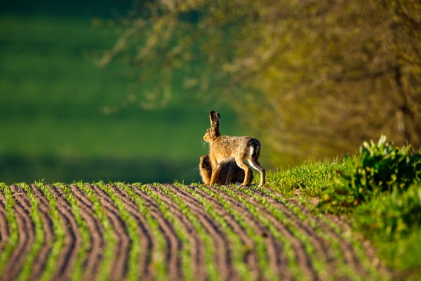 a wild hare on a field