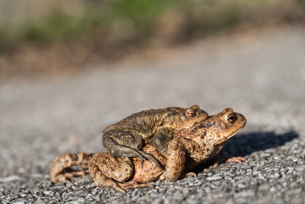 toad on the asphalt