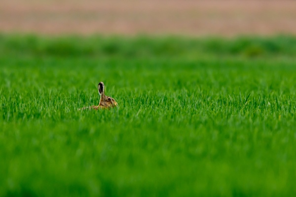 a wild hare on a field